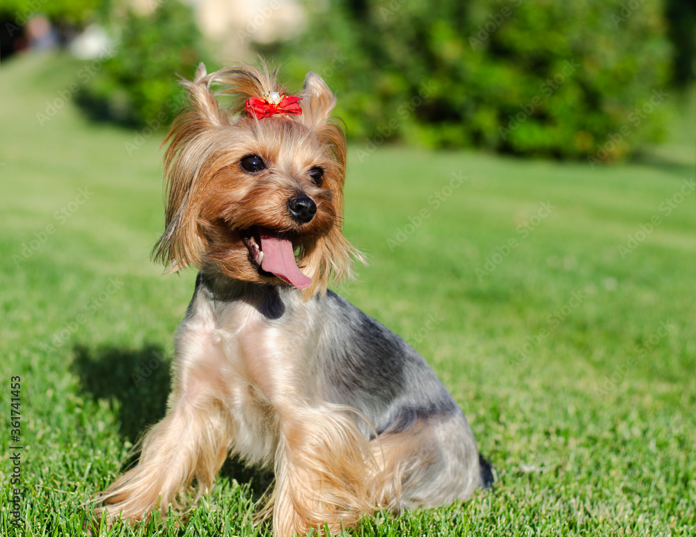 Dog pet Yorkshire Terrier on a walk in the park on summer day