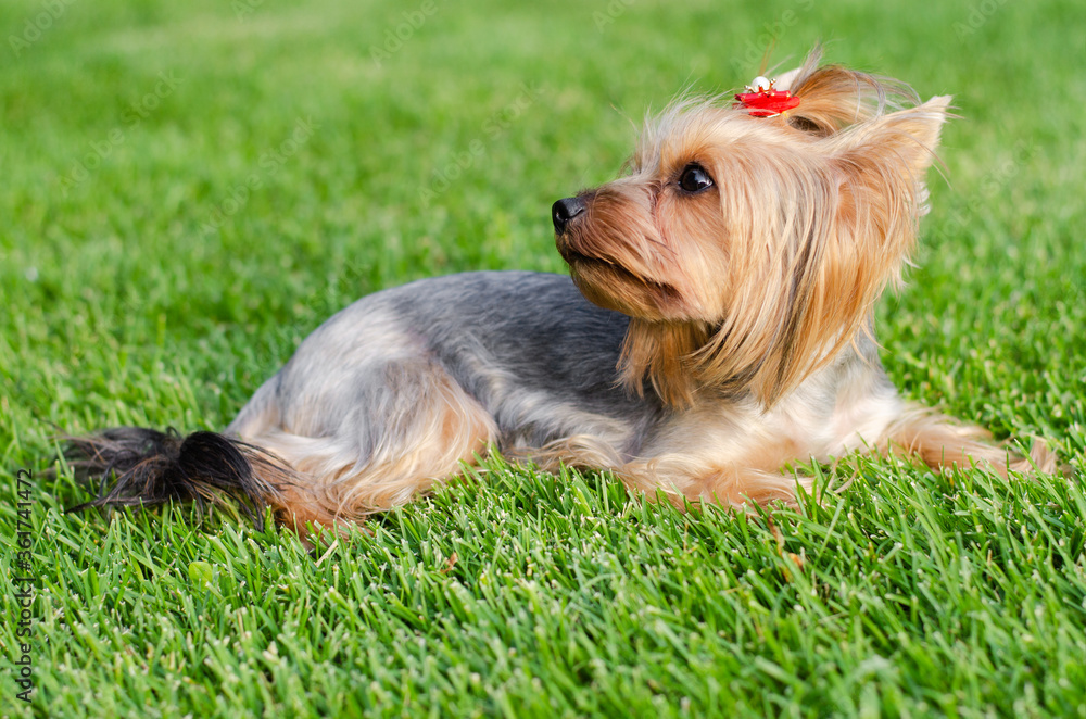 Dog pet Yorkshire Terrier on a walk in the park on summer day Dog pet Yorkshire Terrier on a walk in the park on summer day