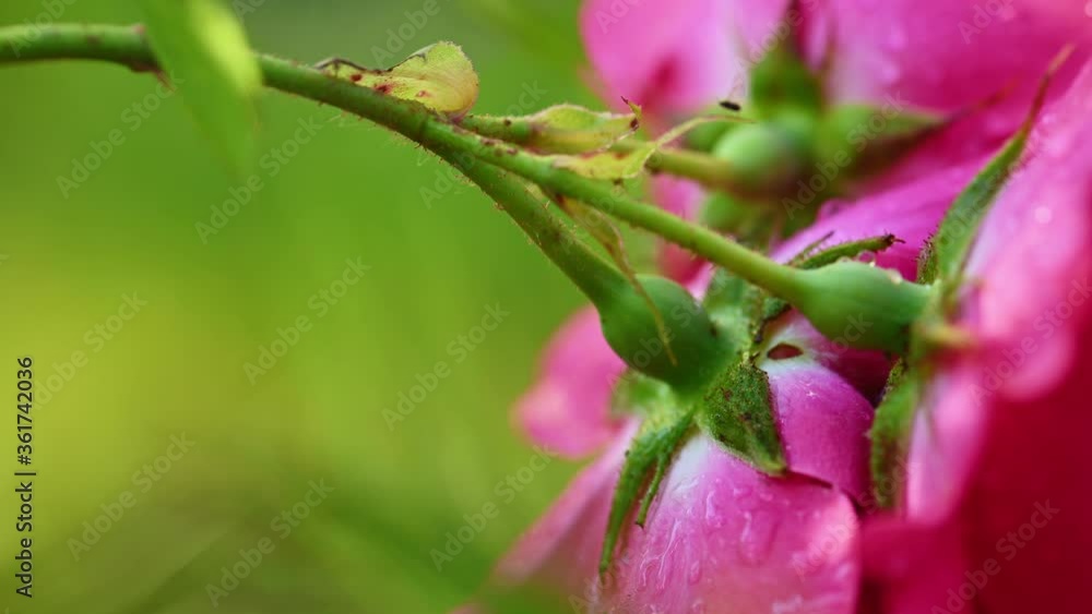 Red blossom of tea rose Red blossom of tea rose
