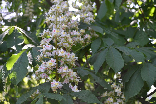  Horse chestnut flowers. Spring flowering