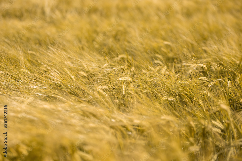 Fototapeta premium Ripe wheat at sunset. Landscape.