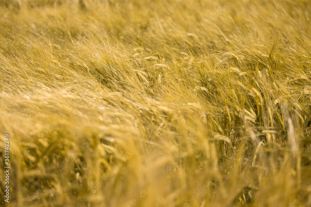 Fototapeta premium Ripe wheat at sunset. Landscape.