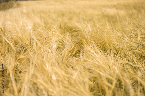 Ripe wheat at sunset. Landscape. © simikov