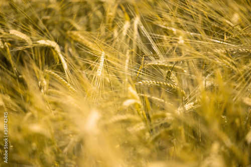 Ripe wheat at sunset. Landscape.