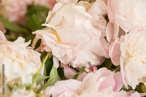 Fototapeta Naklejka Na Ścianę i Meble -  pink roses bouquet