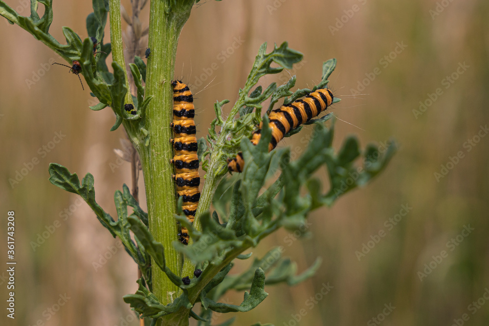 The caterpillar of the Cinnabar butterfly is called zebra caterpillar