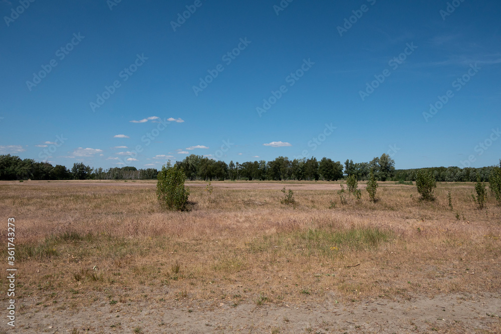 The drought on the Antwerp heather in the Sint Anna forest