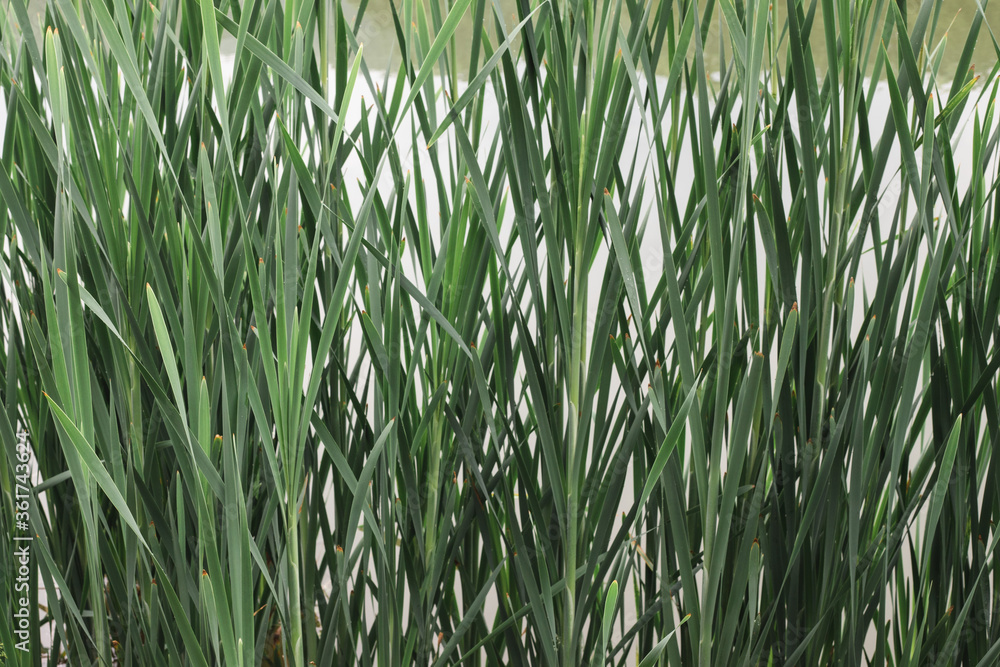 Obraz premium green grass background
