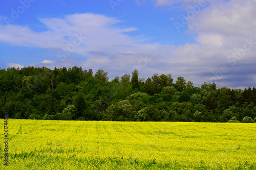 Fototapeta Naklejka Na Ścianę i Meble -  green field and blue sky