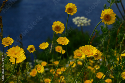 field of dandelions