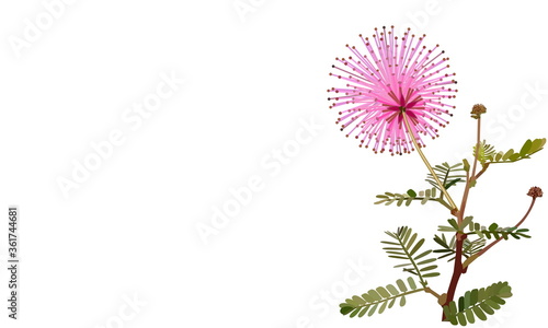 Illustration of flower of sensitive plant, sleepy plant or the touch-me-not tree (Mimosa pudica) with green leaves. Ornamental plants or flower urban gardening during the Covid-19 lockdown concept.