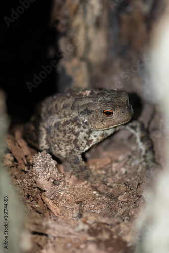 Toad with orange eyes hiding between tree roots in the shade. Eye is in camera focus