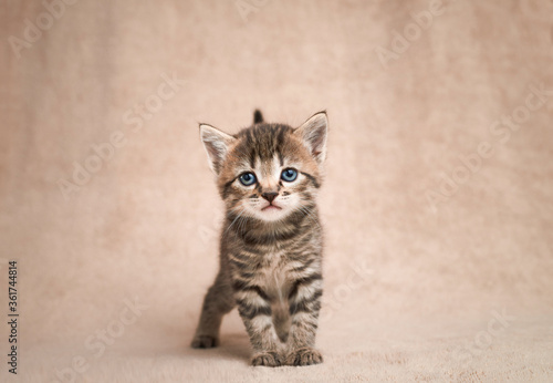 Portrait of a cute tabby kitten looking at the camera