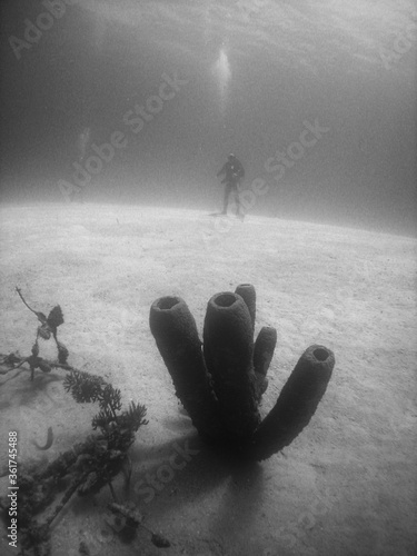 Fototapeta Naklejka Na Ścianę i Meble -  underwater scuba diver caribbean sea Curacao