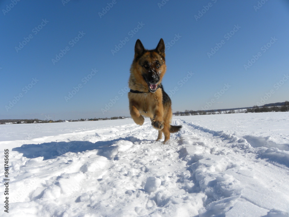 Naklejka premium german shepherd dog in snow