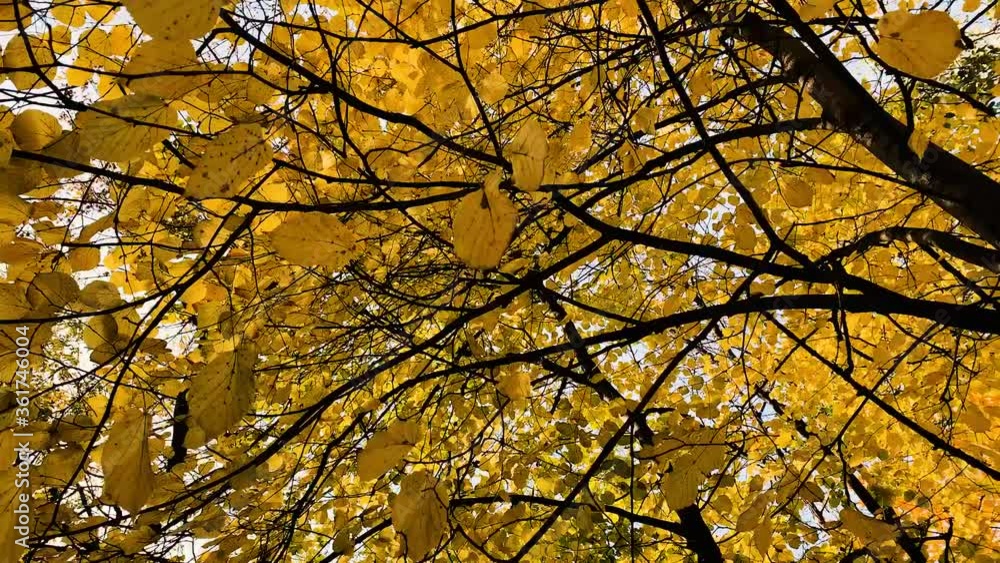 Beautiful yellow autumn trees in sunny forest Beautiful yellow autumn trees in sunny forest
