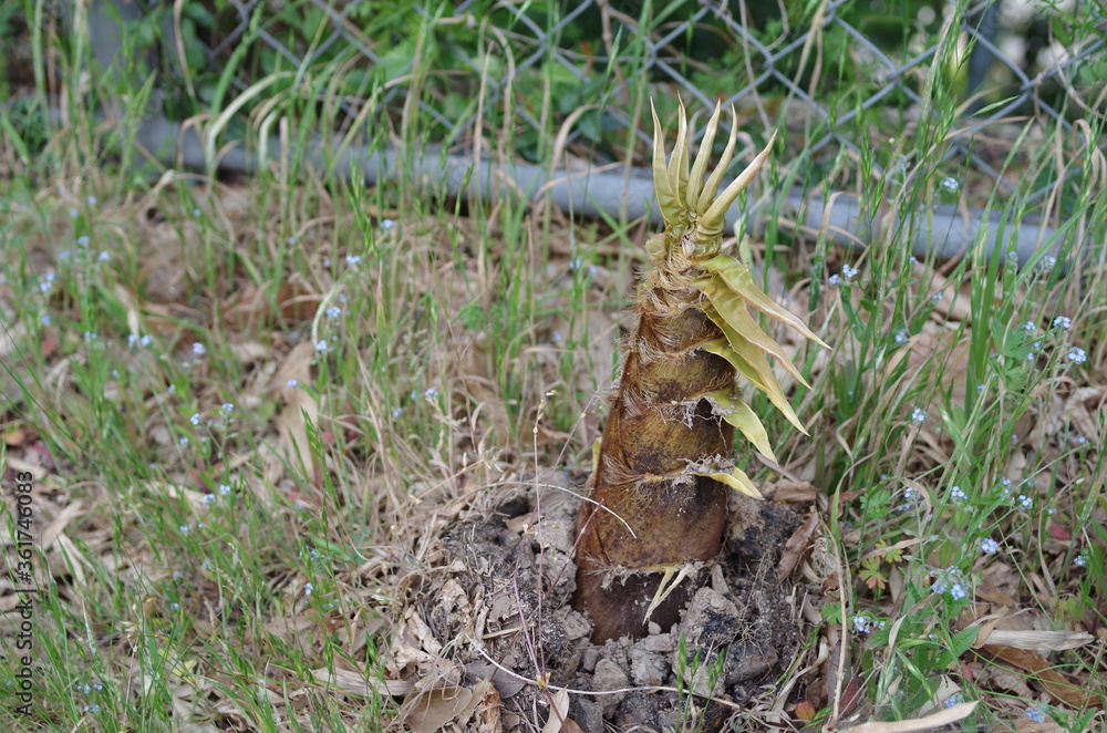 Naklejka premium 頭を出したタケノコ