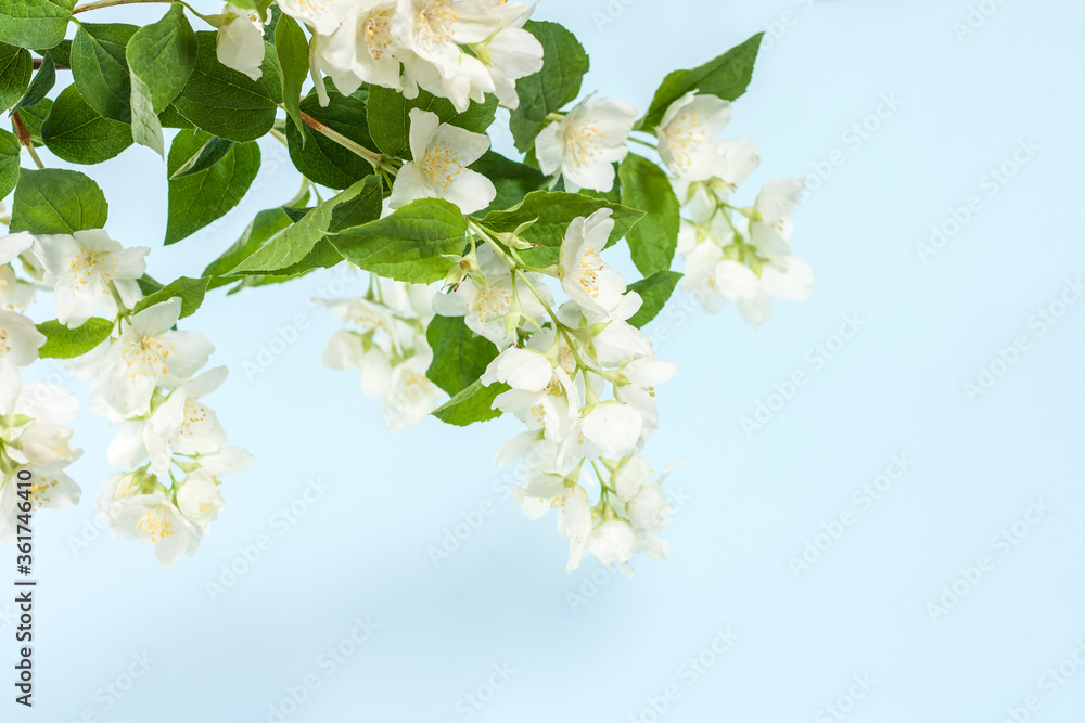 Obraz premium Blooming jasmine branch on a blue background.