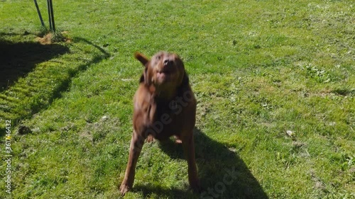 Excited dog playing fetch