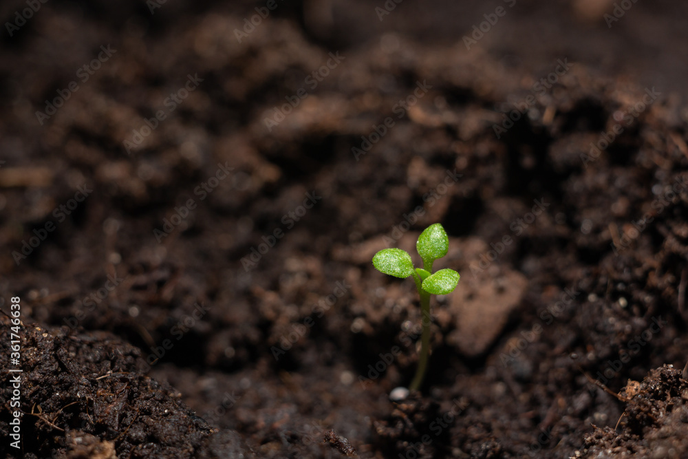 Small green sprout close up. Petunia seedling. Small green sprout close up. Petunia seedling.