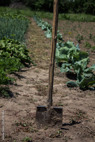 old shovel stuck in the ground against the background of plants in the garden