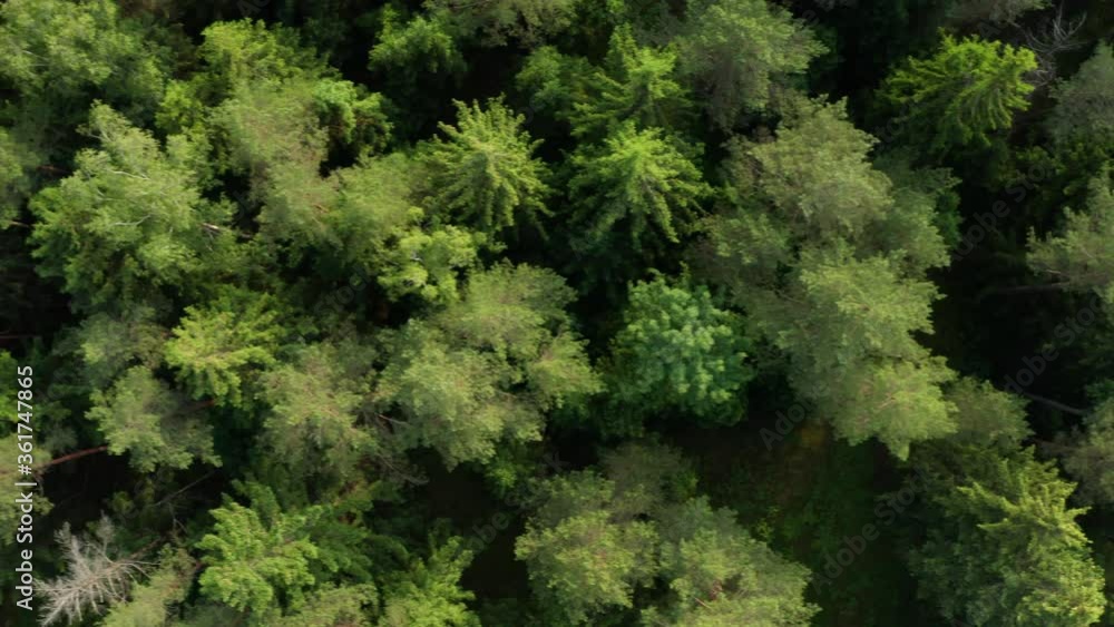 Aerial of green forest shot during sunny summer day Aerial of green forest shot during sunny summer day