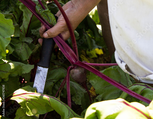 woman with a knife cuts leaves from the root crop of young beets
