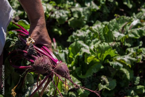 woman holding root beet of young beetroot