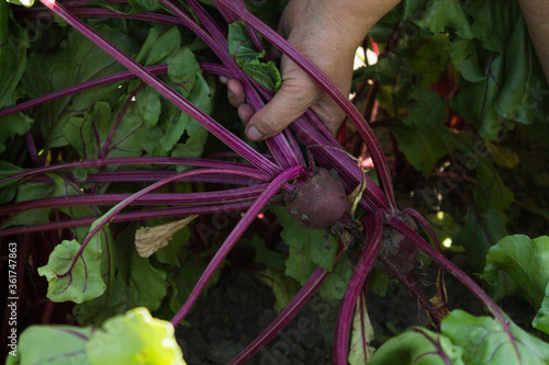 woman holding root beet of young beetroot