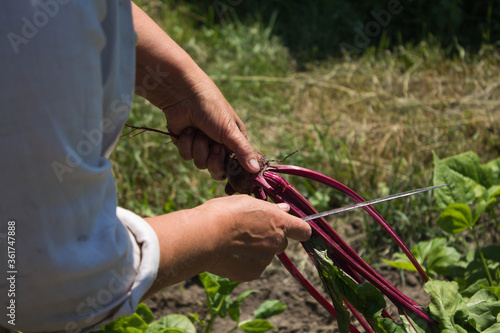woman with a knife cuts leaves from the root crop of young beets