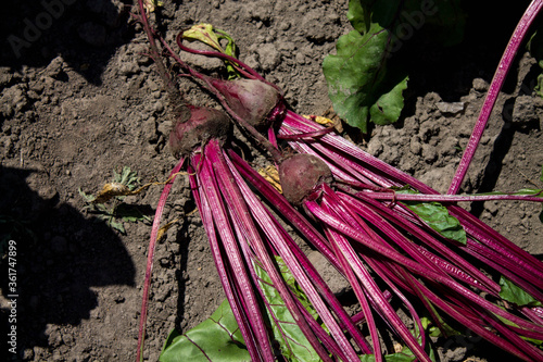 root beetles of young beets on the ground
