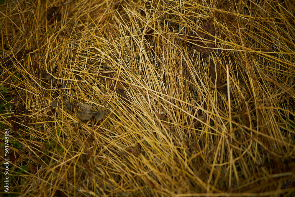 Naklejka premium The texture of the dry cut grass. Hay close-up. 