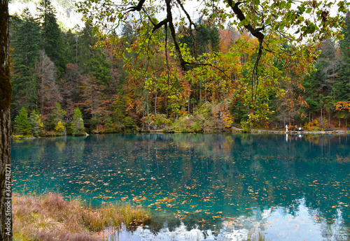 Blausee, Kandergrund, Switzerland - 11.01.2018: Beautiful mountain blue lake in the mountains. Autumn landscape, yellow trees. Crystal clear, transparent water of the blue lake. Mountain landscape.