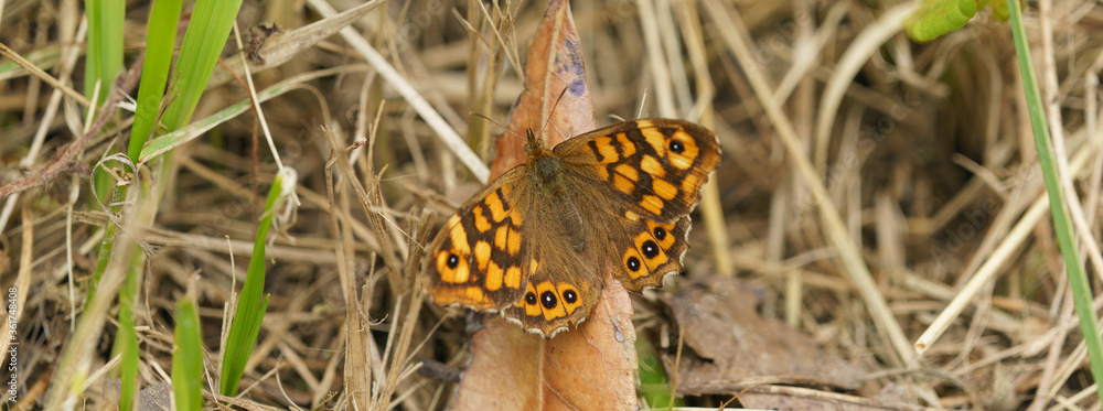 Speckled Wood Butterfly sitting on the dried leaf. Harmony and peaceful. Speckled Wood Butterfly sitting on the dried leaf. Harmony and peaceful.