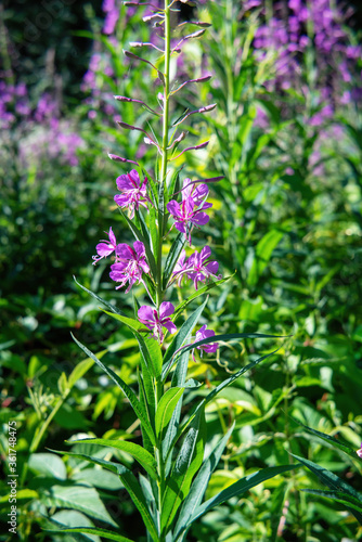Fireweed plant blooming in summer