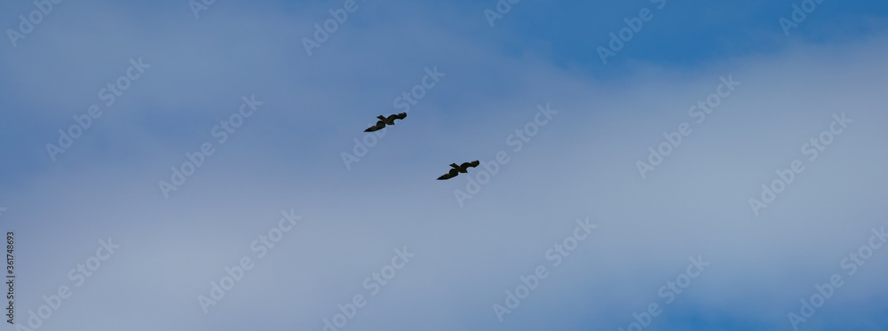Silhouettes of two soaring seagulls in the blue sky. Concept of thebeauty in nature. Silhouettes of two soaring seagulls in the blue sky. Concept of thebeauty in nature.