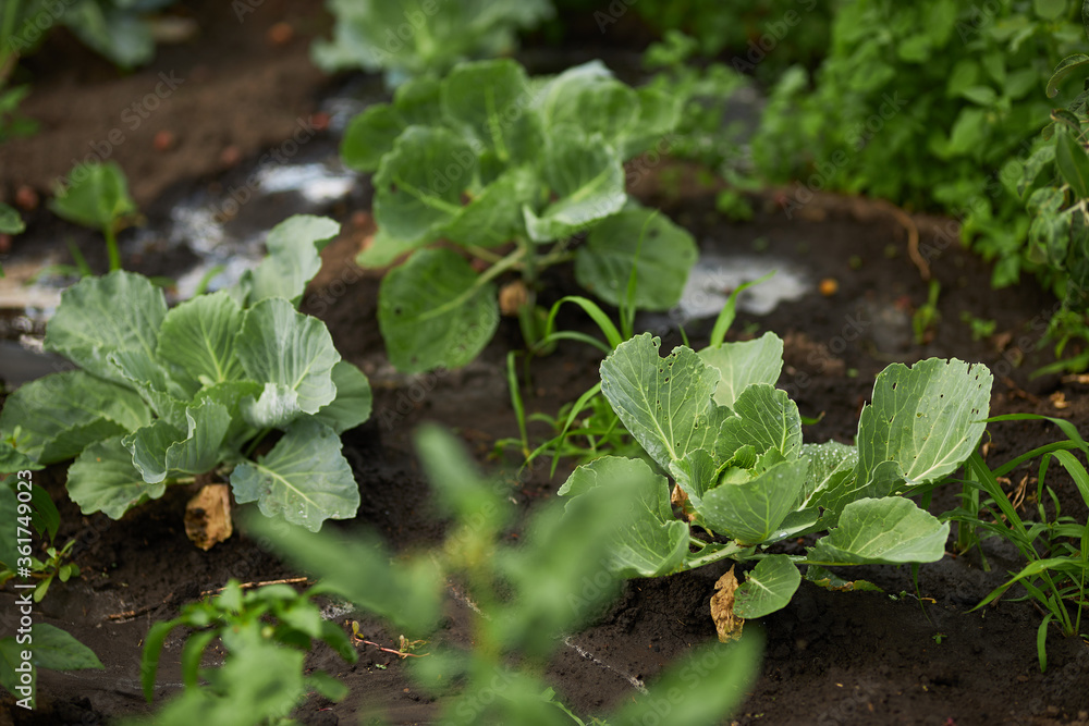 Young cabbage in the garden. Watering cabbage in the garden. Agriculture. Gardening. Young cabbage in the garden. Watering cabbage in the garden. Agriculture. Gardening.