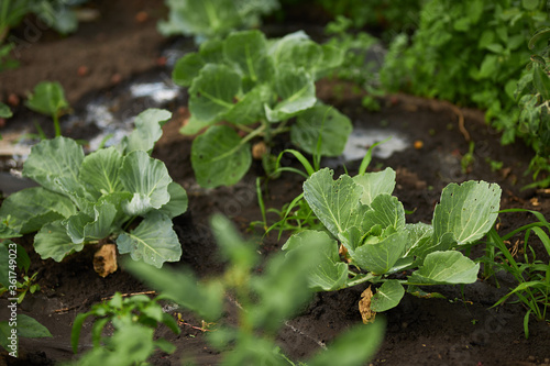 Young cabbage in the garden. Watering cabbage in the garden. Agriculture. Gardening.