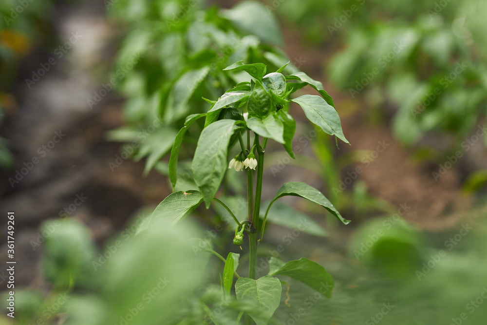 Tomatoes and green peppers in the garden. Agriculture. Garden beds. Gardening. Tomatoes and green peppers in the garden. Agriculture. Garden beds. Gardening.