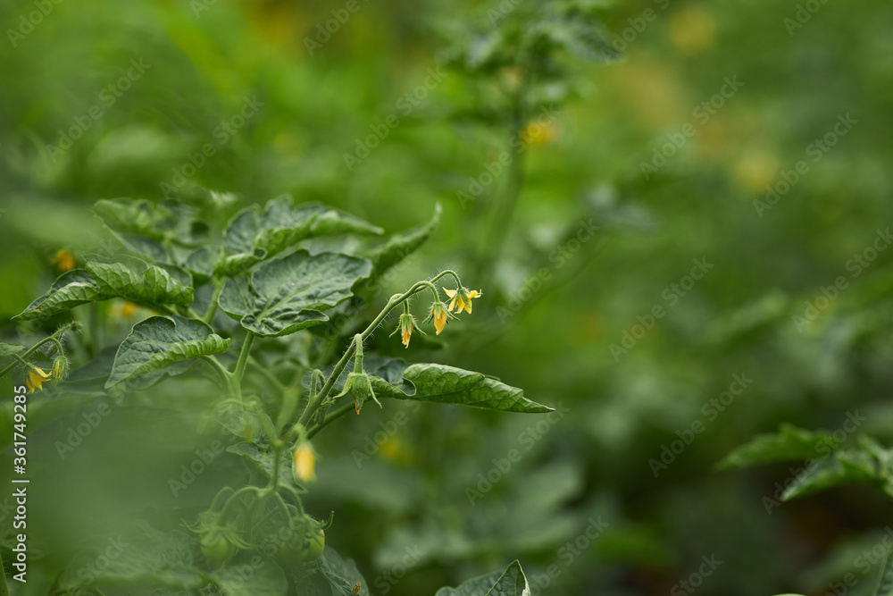 Green tomatoes in the garden. Agriculture. Garden beds. Gardening. Green tomatoes in the garden. Agriculture. Garden beds. Gardening.