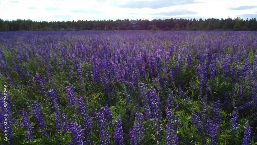 Aerial view - lots of lupine, field Aerial view - lots of lupine, field