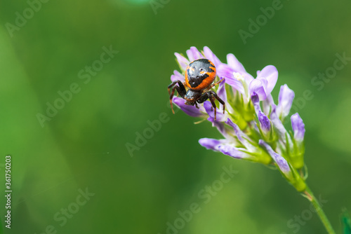 red crab spider, synema globosum, frontal view, waiting for a prey on a wild flower photo