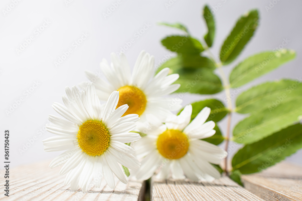 Obraz premium Summer field and meadow grasses and flowers.