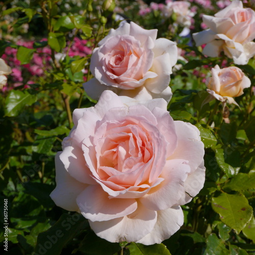 Pink Flowering Chandos Beauty Rose