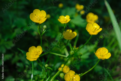 Yellow blossom, beautiful buttercup in the summer forest, Russia