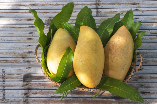 Yellow Mango, Barracuda mango, is placed on the mango leaves in a woven basket.