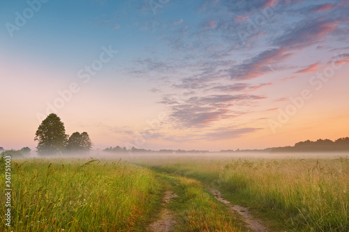 Dirt road wild meadow in morning fog. Rural summer landscape in sunrise