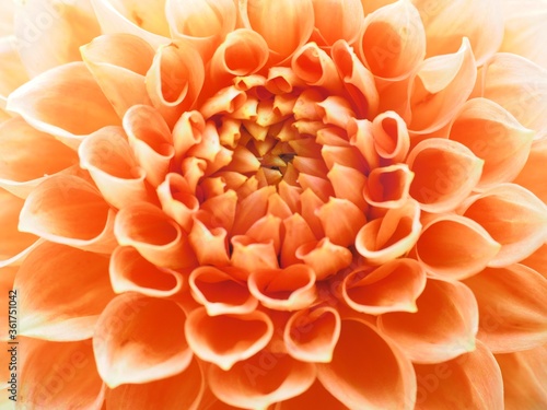 dahlia flower close-up
