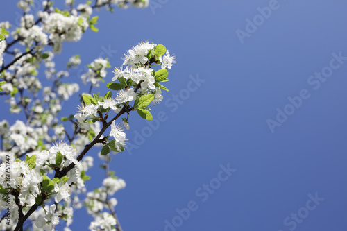 Spring flowering apple trees