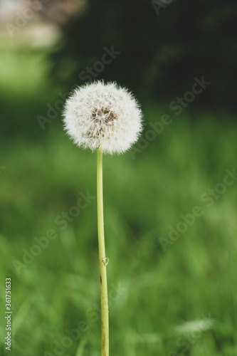 dandelion on green background